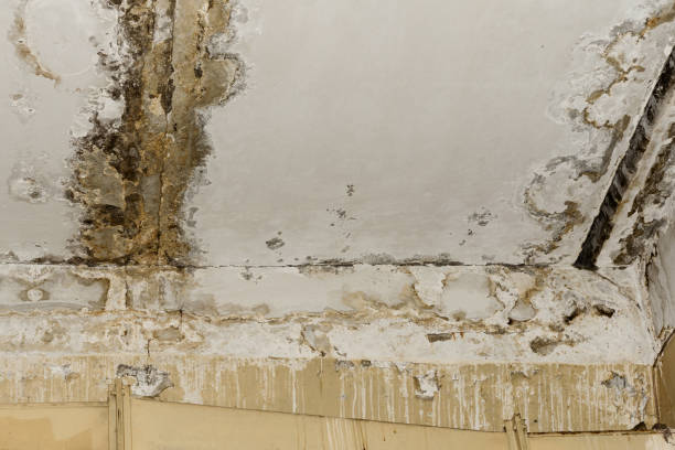 Best Airborne Mold Testing  in Valparaiso, IN